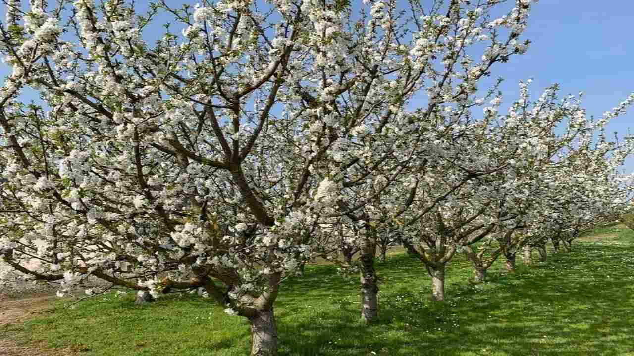 clima impazzito natura tilt