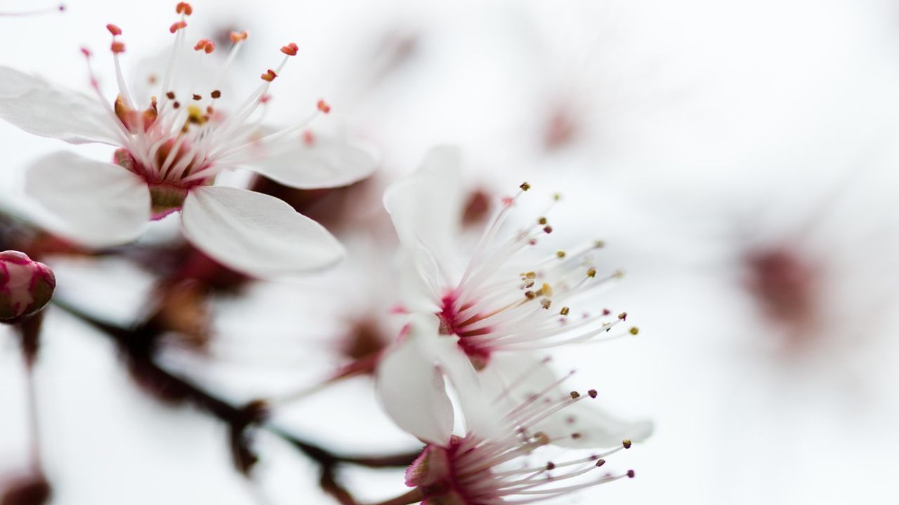 hong kong dove ammirare ciliegi in fiore