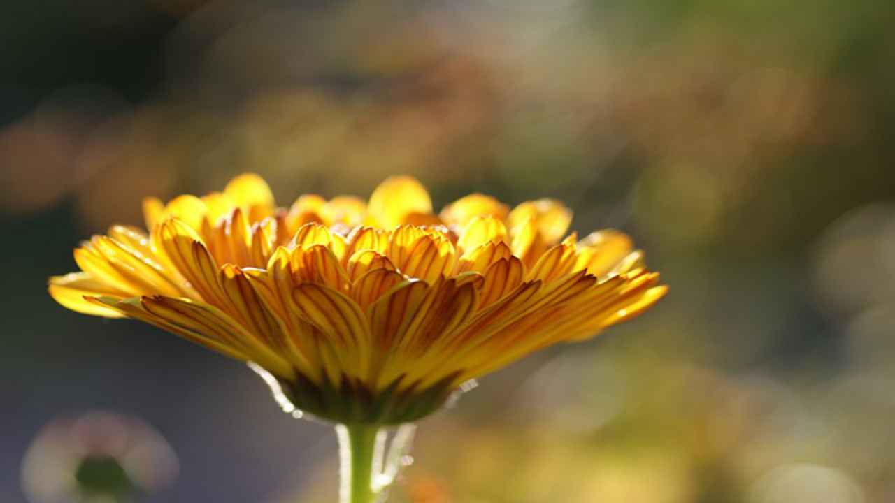 calendula fiore natura