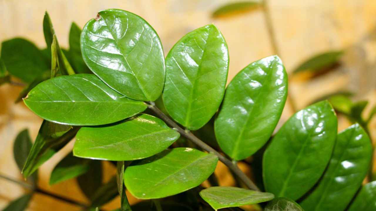 foglie zamioculcas natura