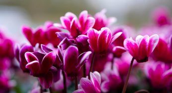 Ciclamino, ricco di fiori: il trucco segreto è super facile e servirà la tua cucina