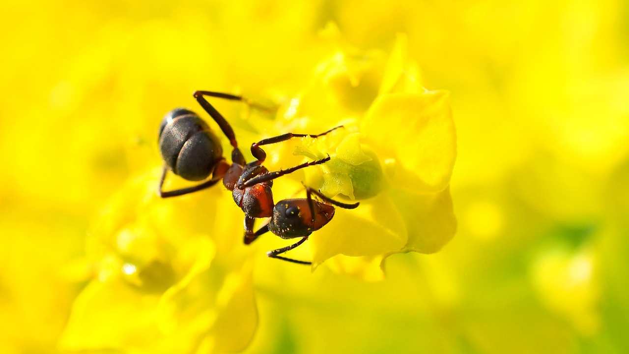 formiche incubo casa qualche trucco poterle tenere alla larga