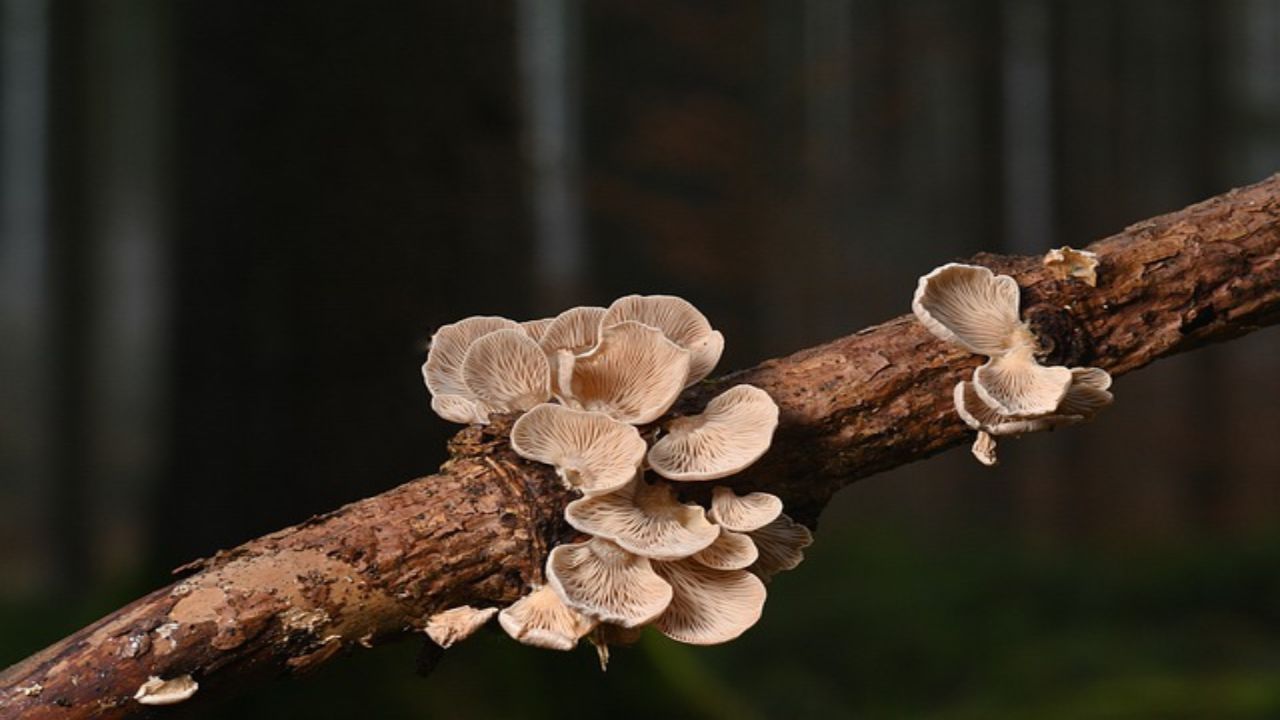 funghi giardino dovresti lasciarli non immmagino benefici