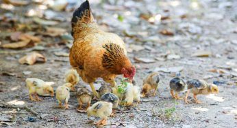 Pulcini, come possono nascerne così tanti se la gallina non fa abbastanza uova?