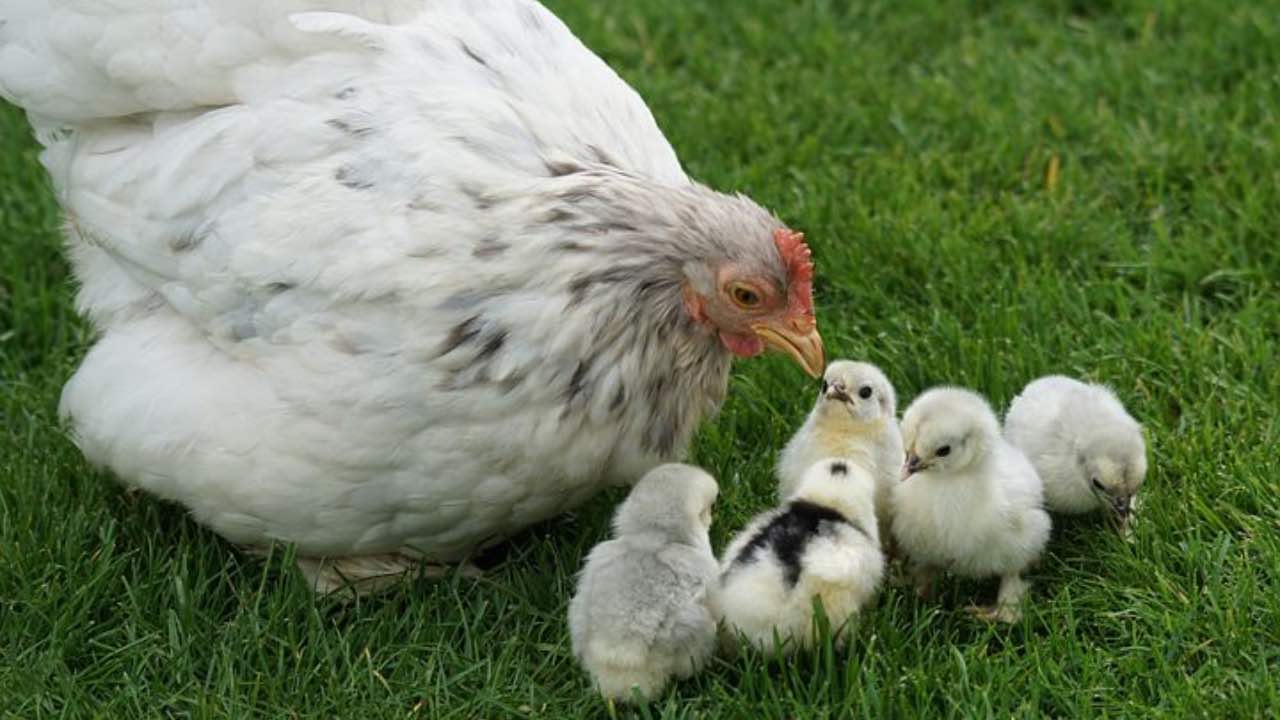 uovo o gallina verità