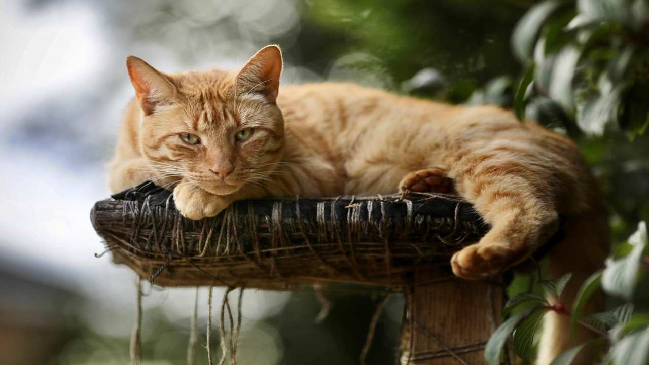 festa gatto rendi ecofriendly sua vita famiglia