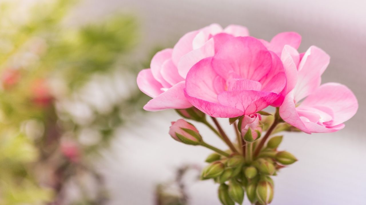 geranio letargo non dimenticarti segreto avere più fiori primavera