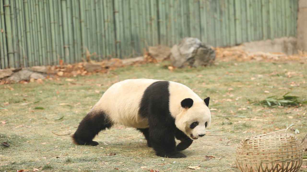 panda bianco nero