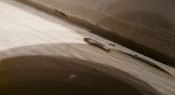 Pesciolini d’argento, come non averli più in casa con rimedi naturali