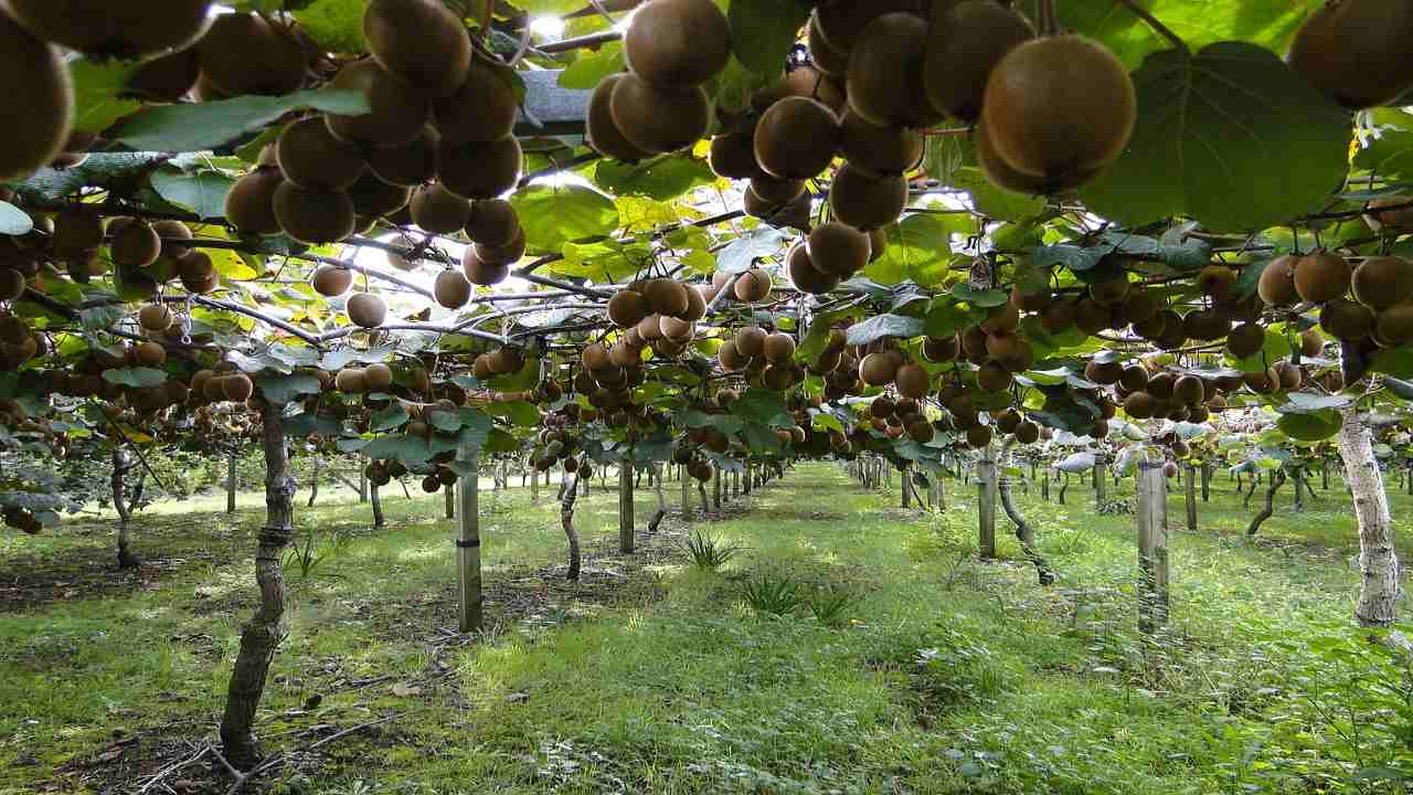 Kiwi potare coltura