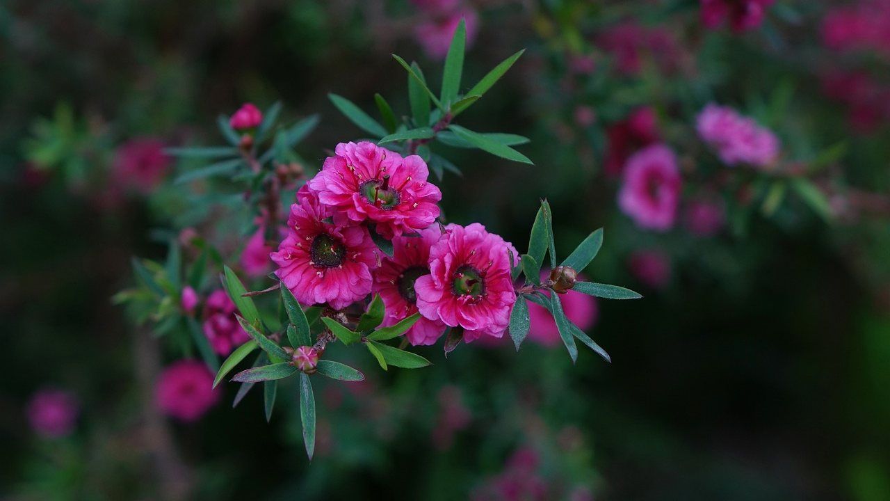 Primavera fiori manuka