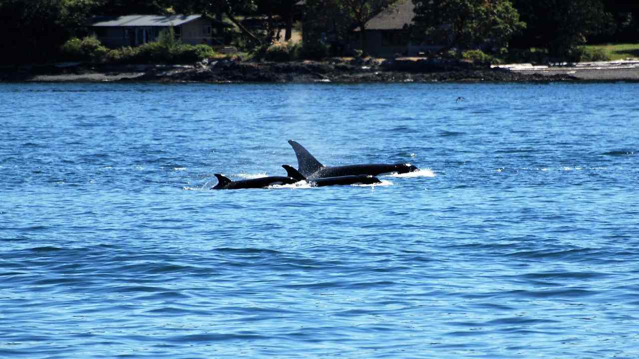 sempre più spesso le imbarcazioni vengono attaccate dalle orche in mare