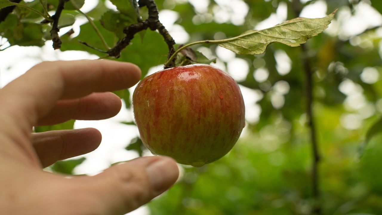 prendere frutta albero orto è reato risposta non tutti conoscono