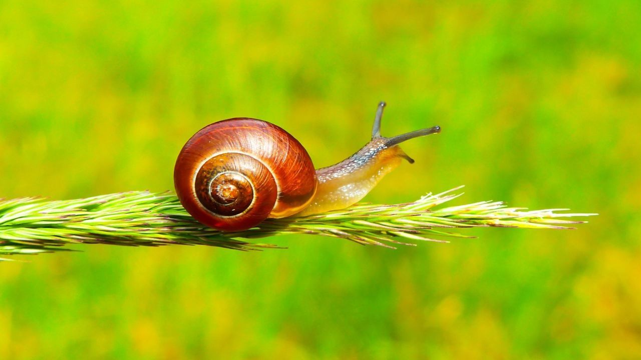 lumache pericolo silenzioso non conosci tieni lontano cani