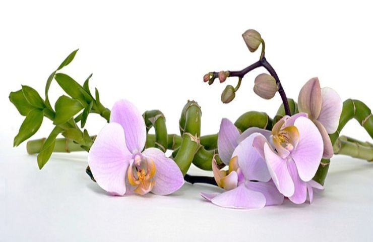 continua a coltivare l'orchidea dopo la fioritura 