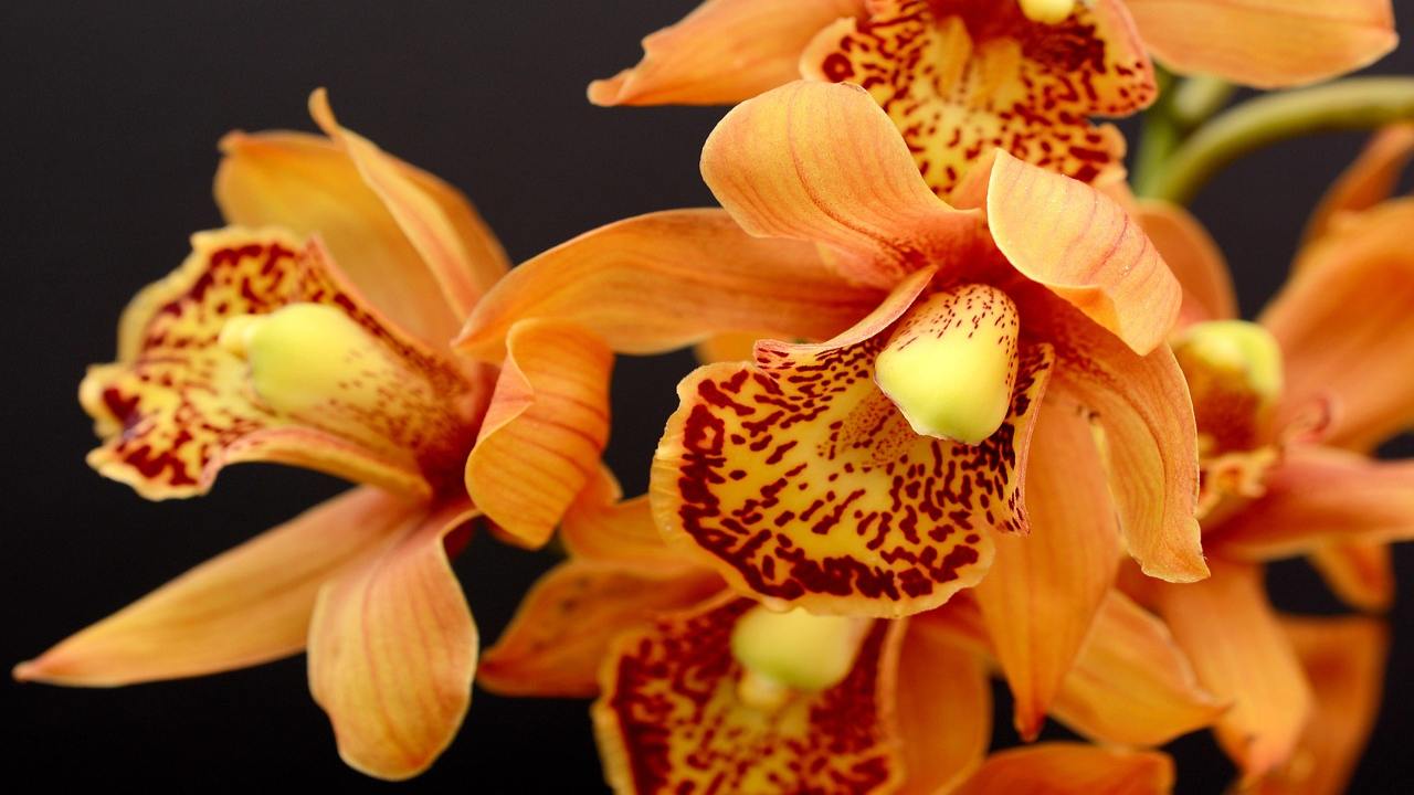 Orchidee cura giardinaggio