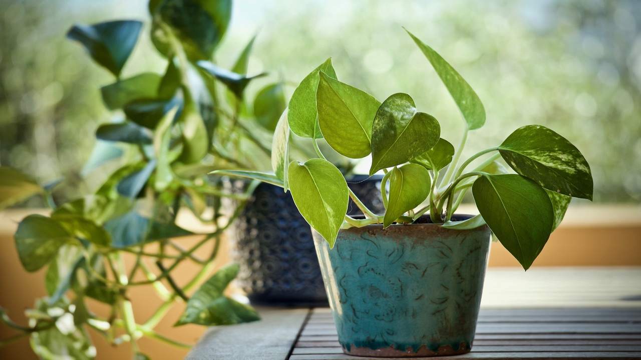 pothos danneggiato dal freddo : rimedi