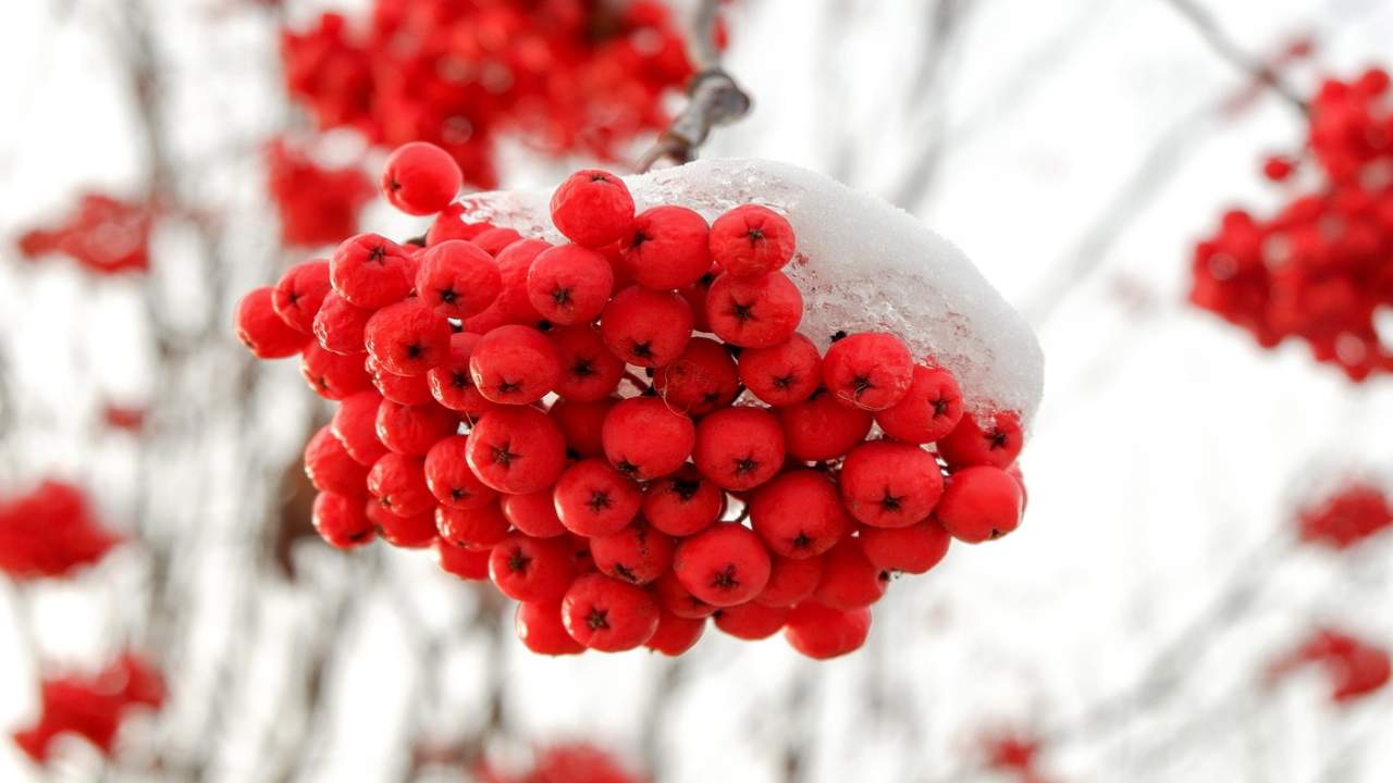 sorbo sconosciuto a molti suoi frutti non perdere