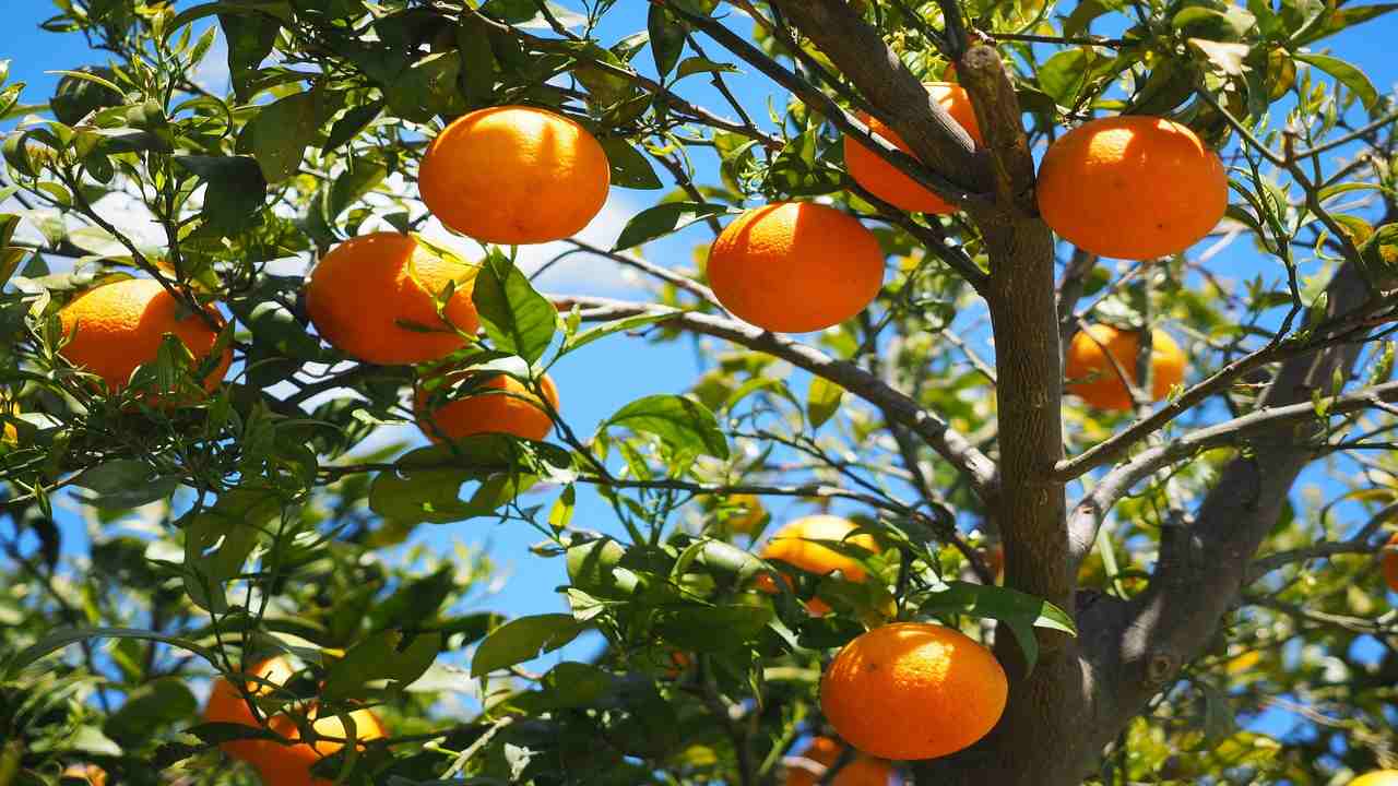 consigli per proteggere le nostre piante di agrumi dal freddo