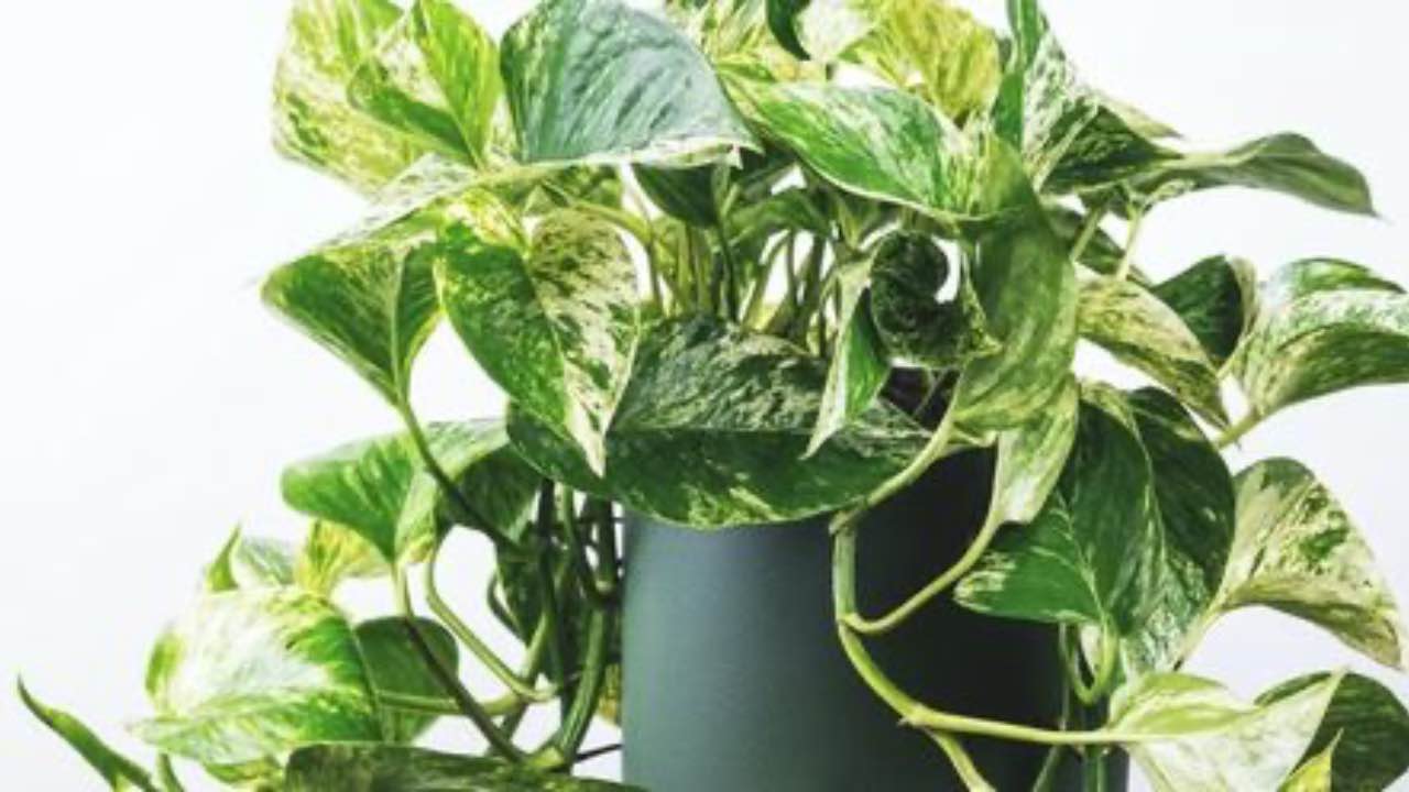 pothos riproduzione talea