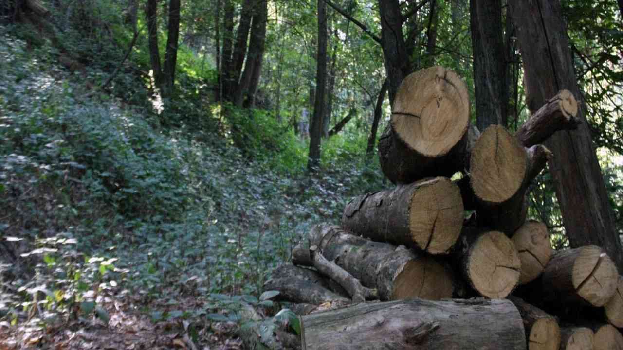 progetto europeo riforestazione regioni