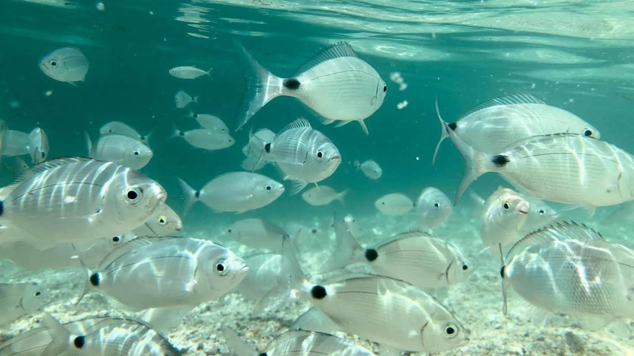 tropicalizzazione mar mediterraneo specie sentinella