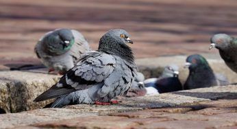 Incubo piccioni sul terrazzo: il trucco facile per poterli tenere lontano