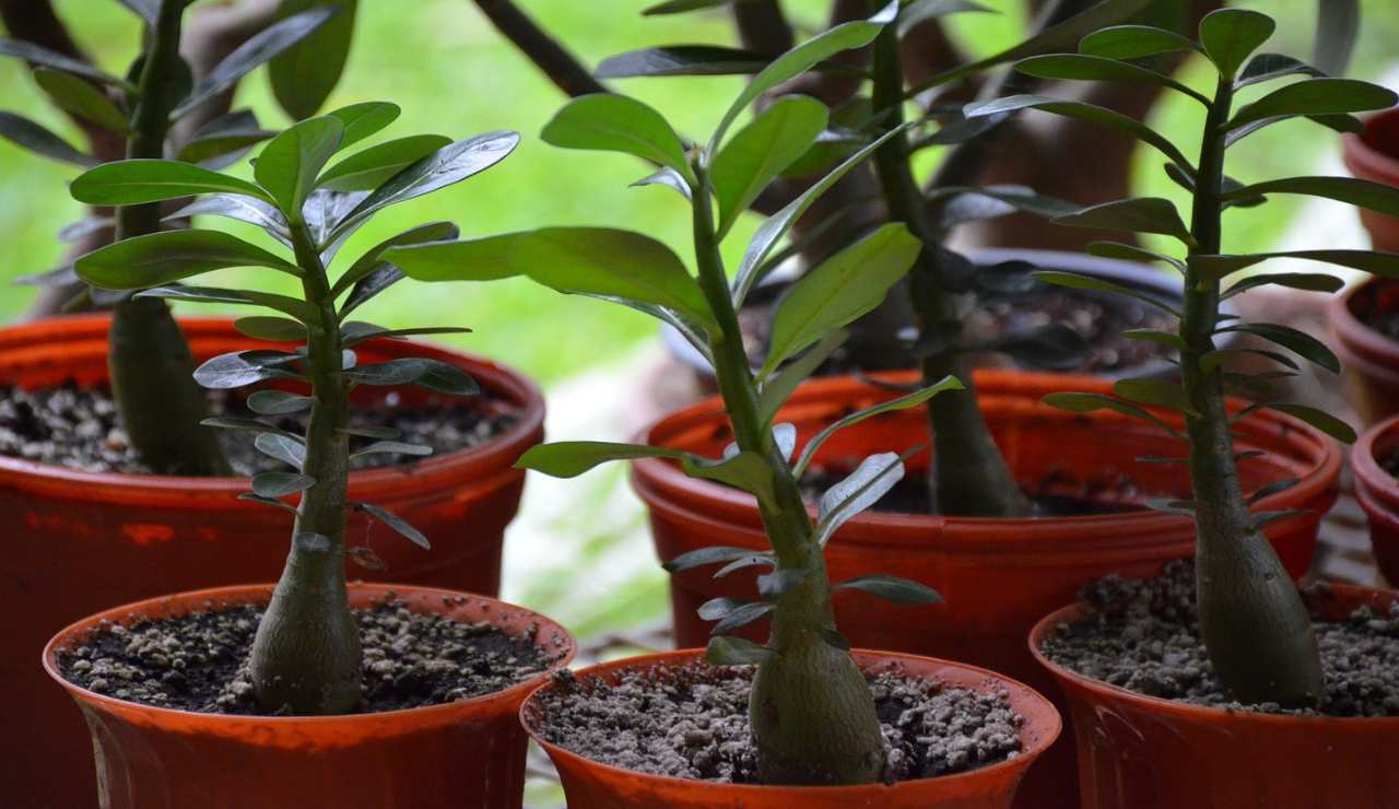 albero di giada: tutti i consigli per la talea