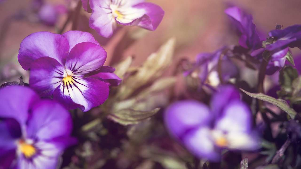 viola ricadente consigli utili prendertene cura