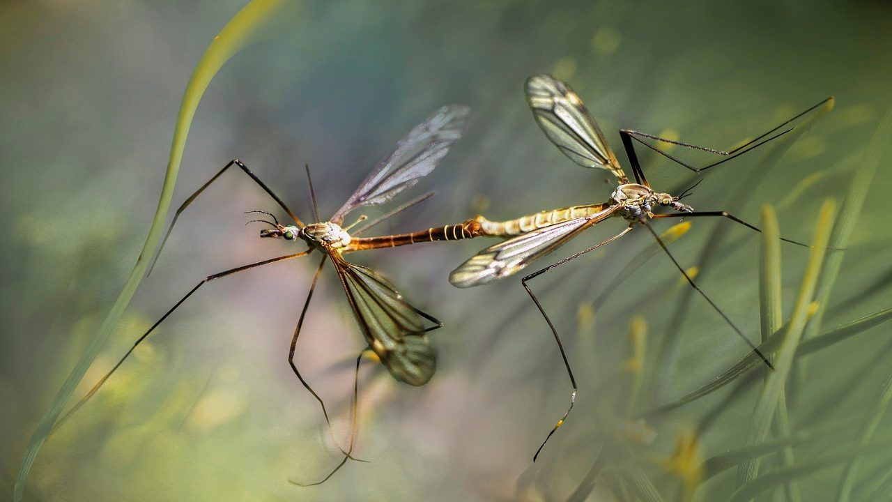 Zanzare malaria insetti