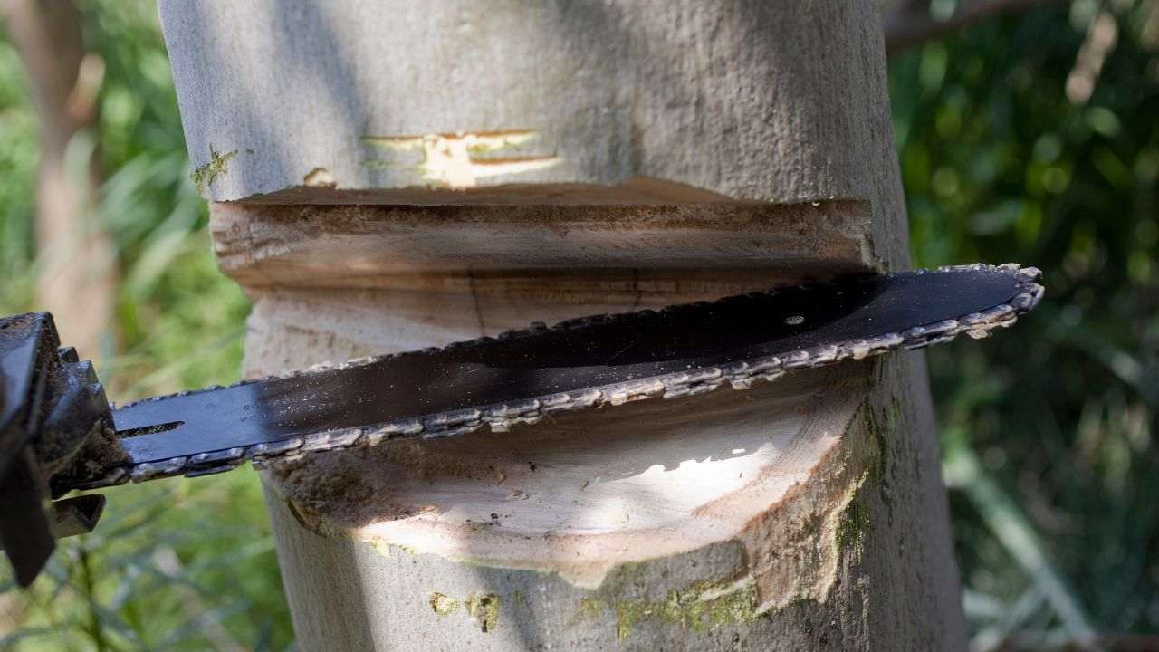 divieti sanzioni abbattere albero