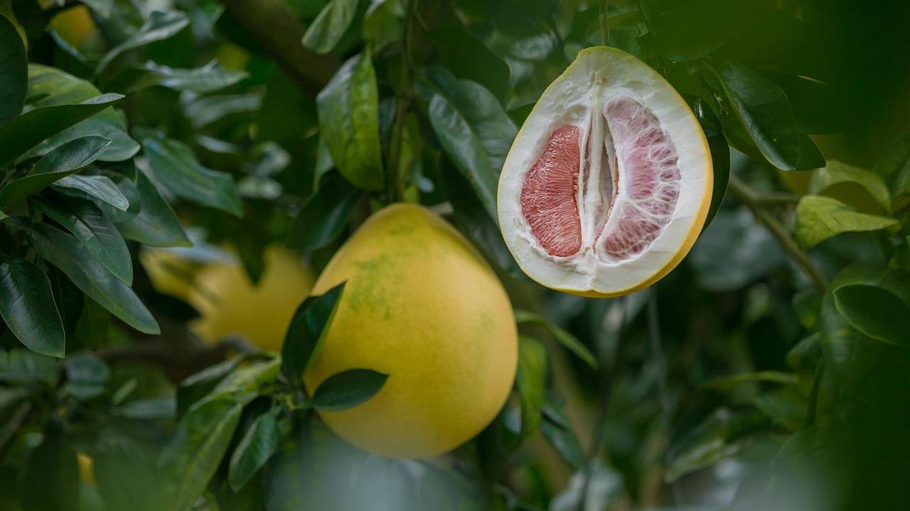 curiosità golose frutta