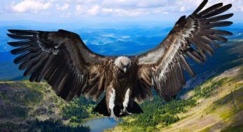 Scoperta l’aquila più grande al mondo, una specie da record
