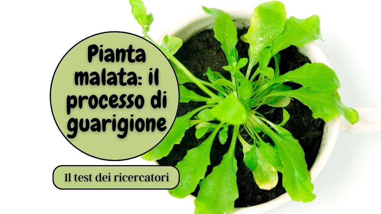 guarigione pianta malata