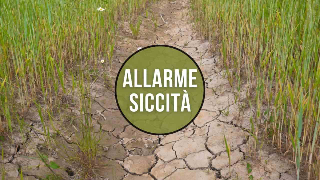 primavera anticipata siccità