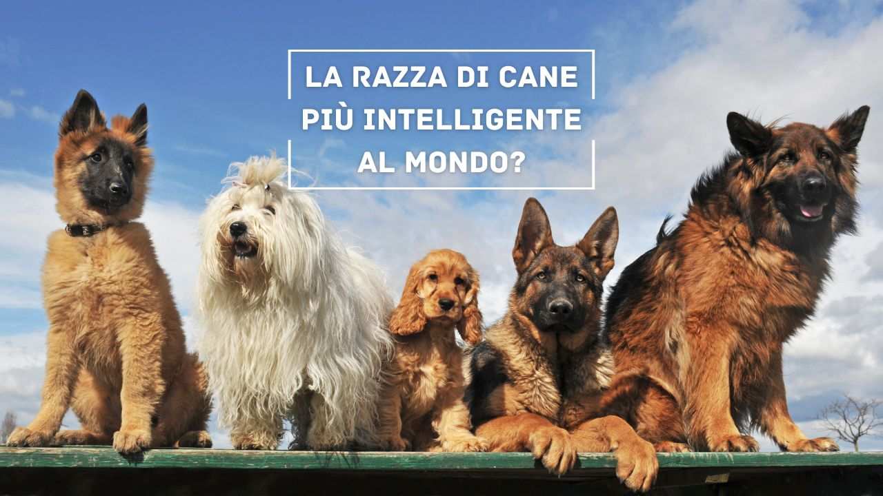 razza cane più intelligente