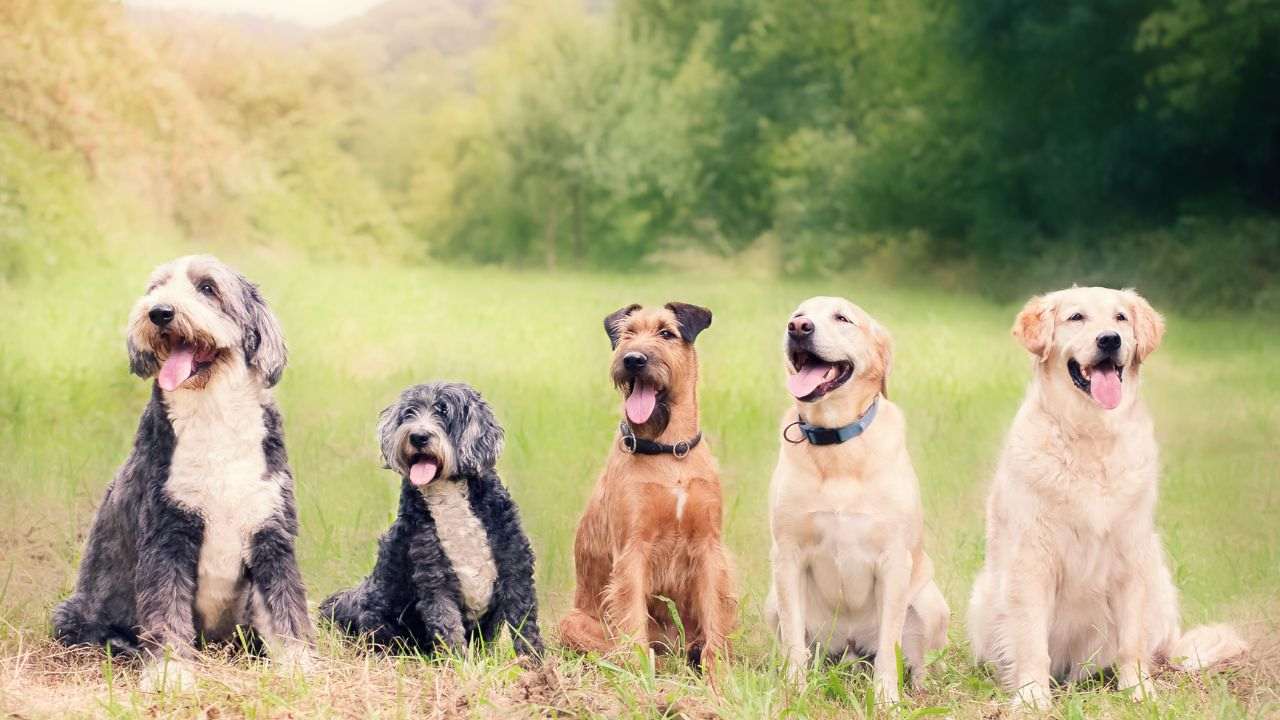 razza cane più amata Italia