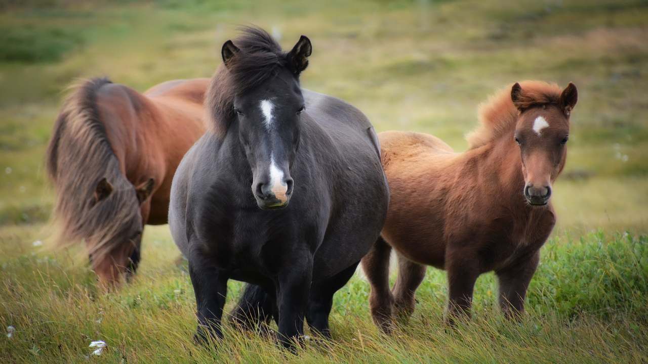 cavallo liberato in romania