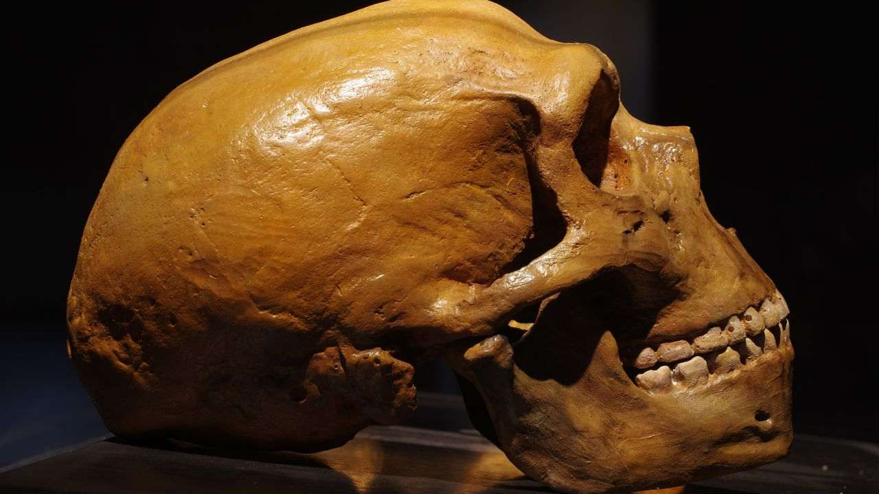 vero aspetto uomini Neanderthal