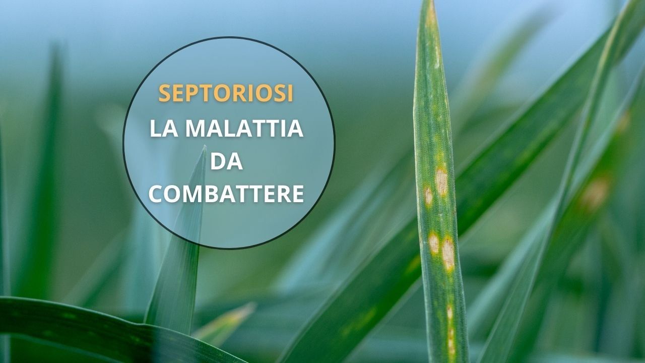 septoriosi malattia fungina