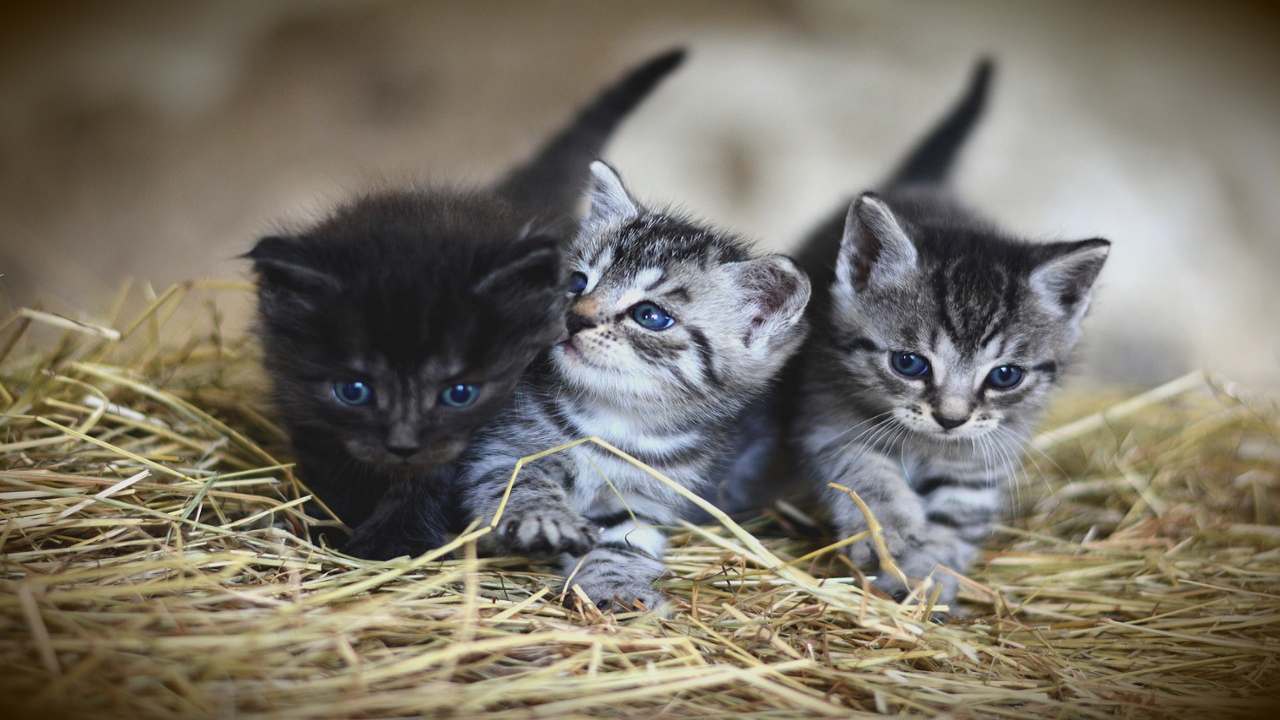 gattini abbandonati nella spazzatura