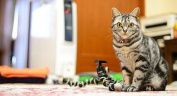 Malattie del gatto, scopriamo le più comuni