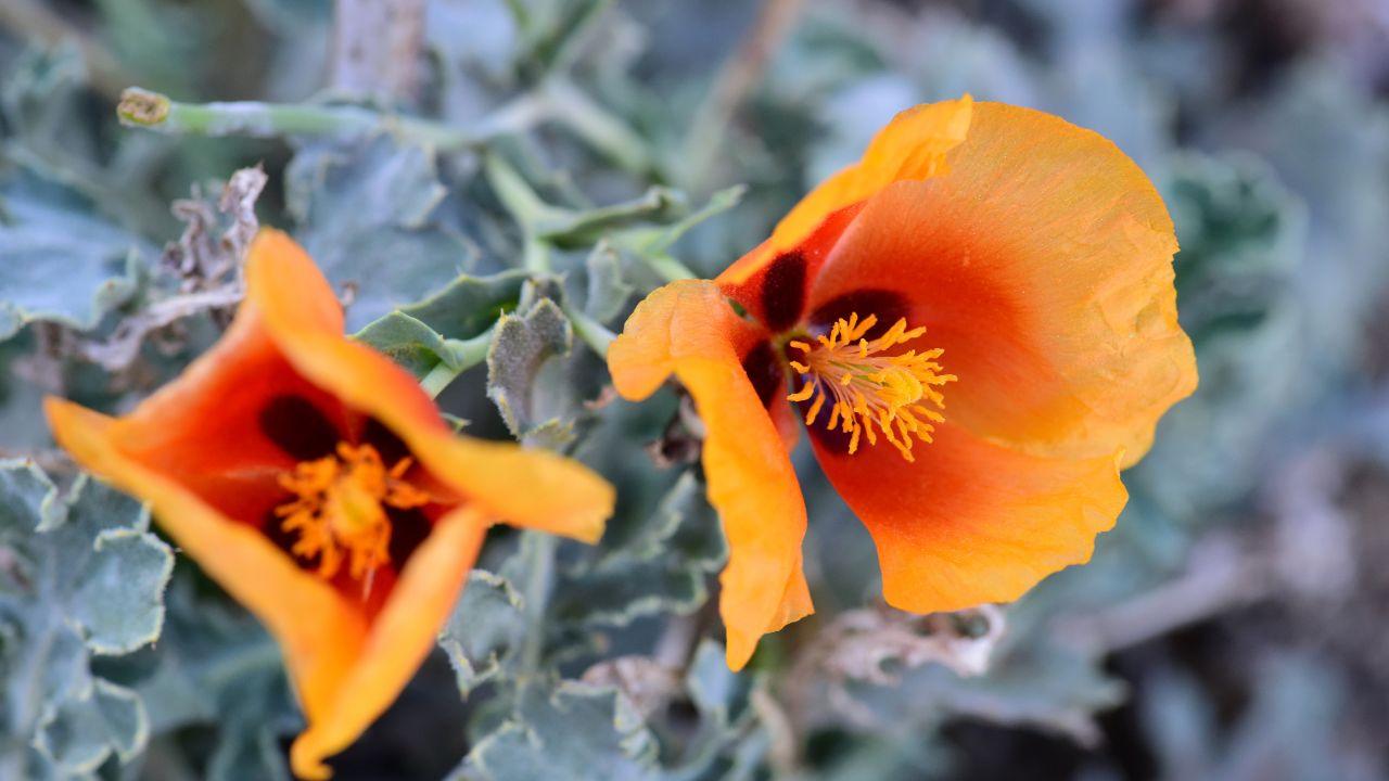 scoperta fiore mai visto