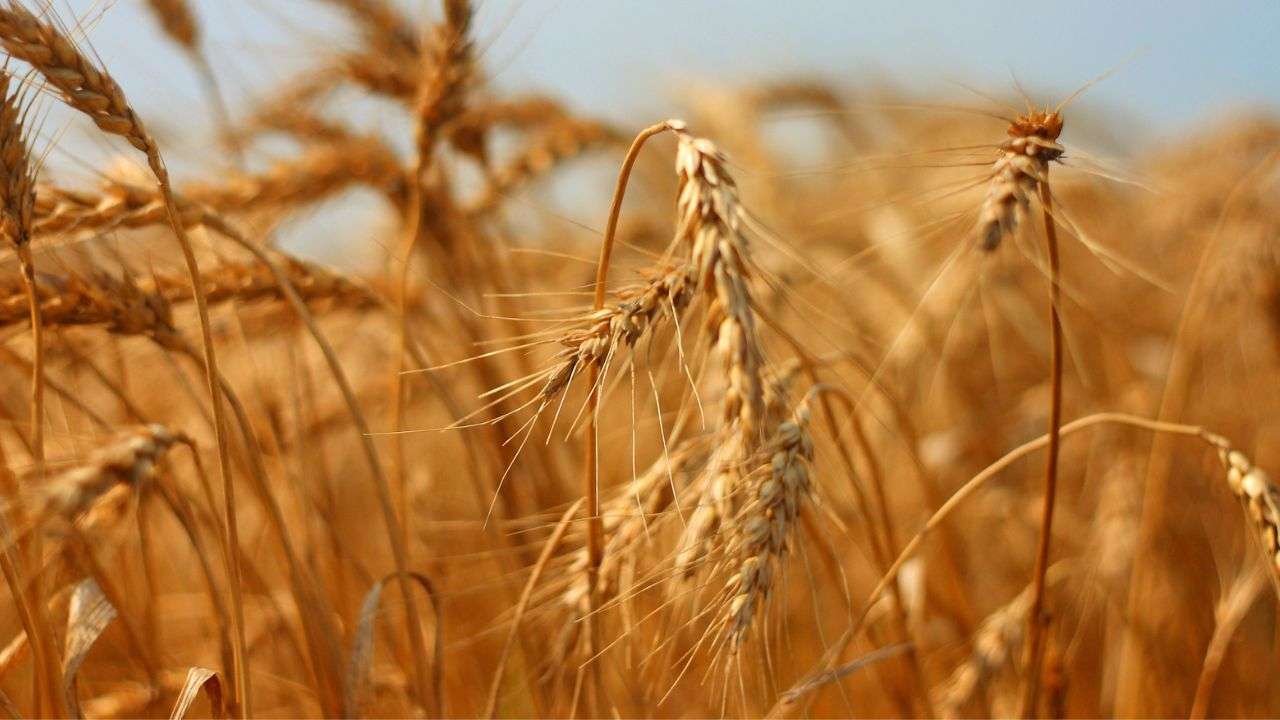 scsrti cereali bonifica terreni inquinati