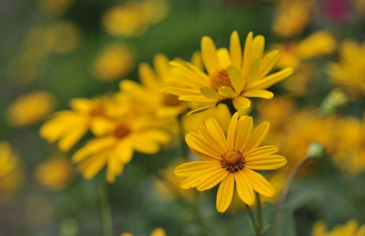 caratteristiche Heliopsis