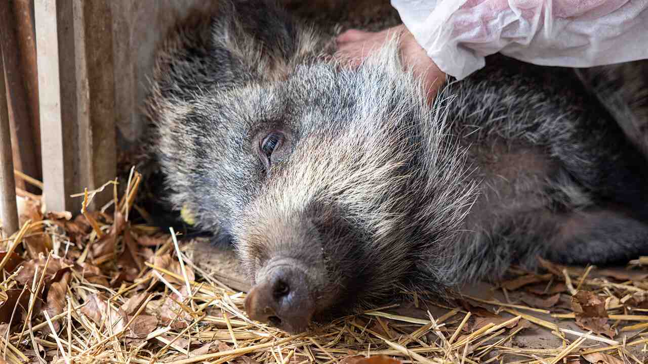 caso nazionale cinghiale Tina