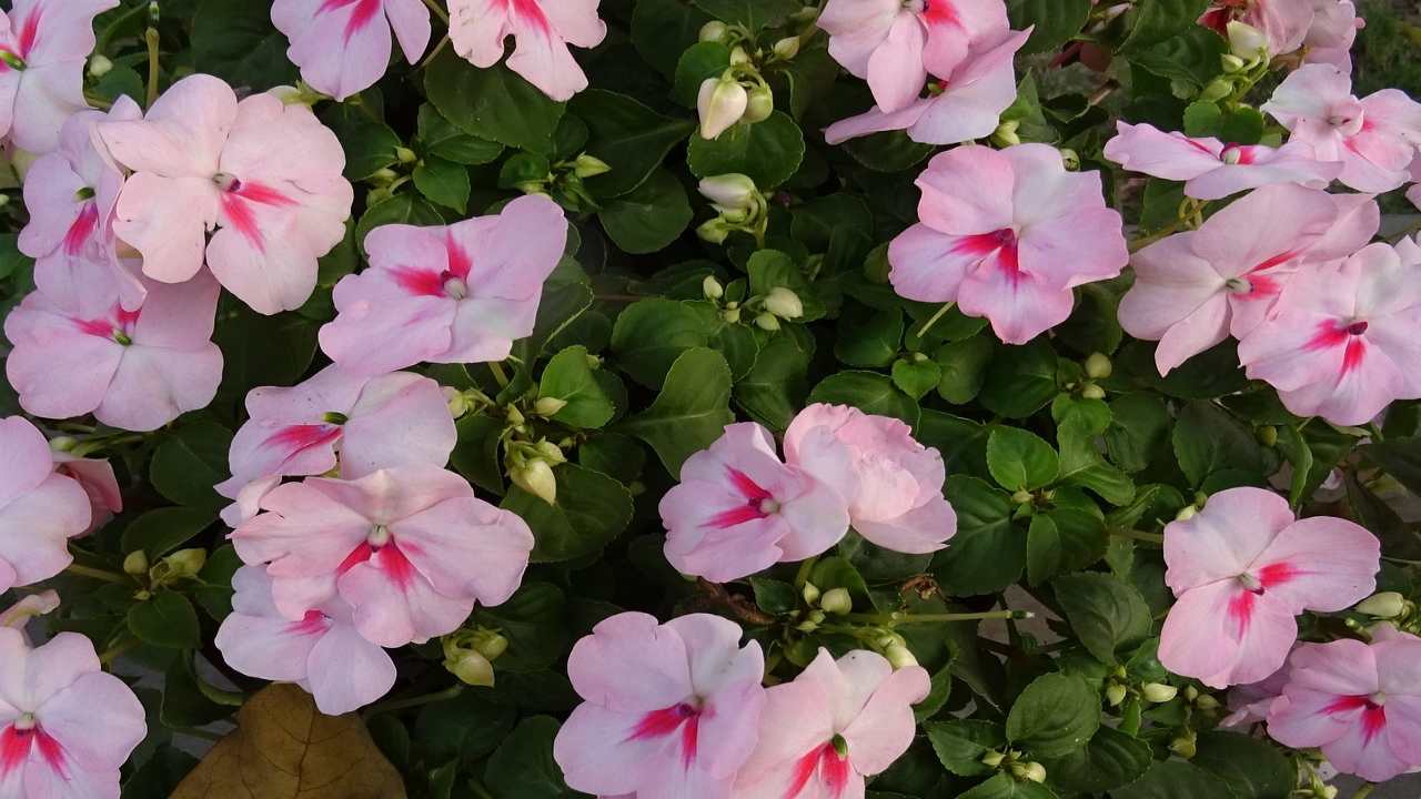 caratteristiche impatiens walleriana