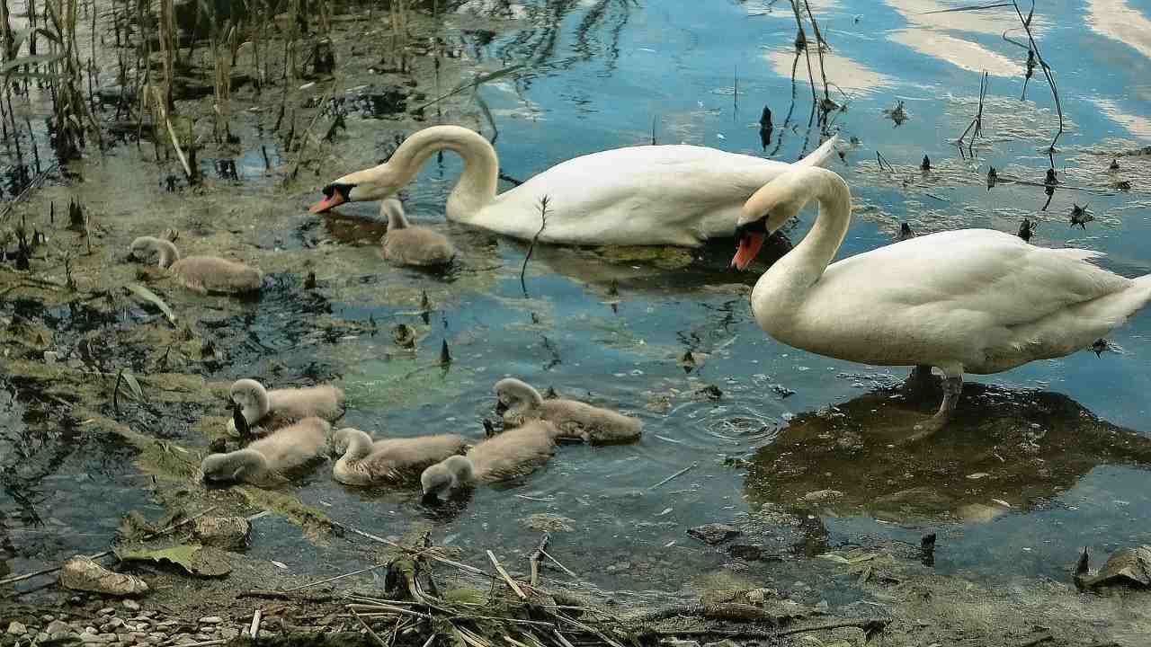 possibile salvataggio lago di varese