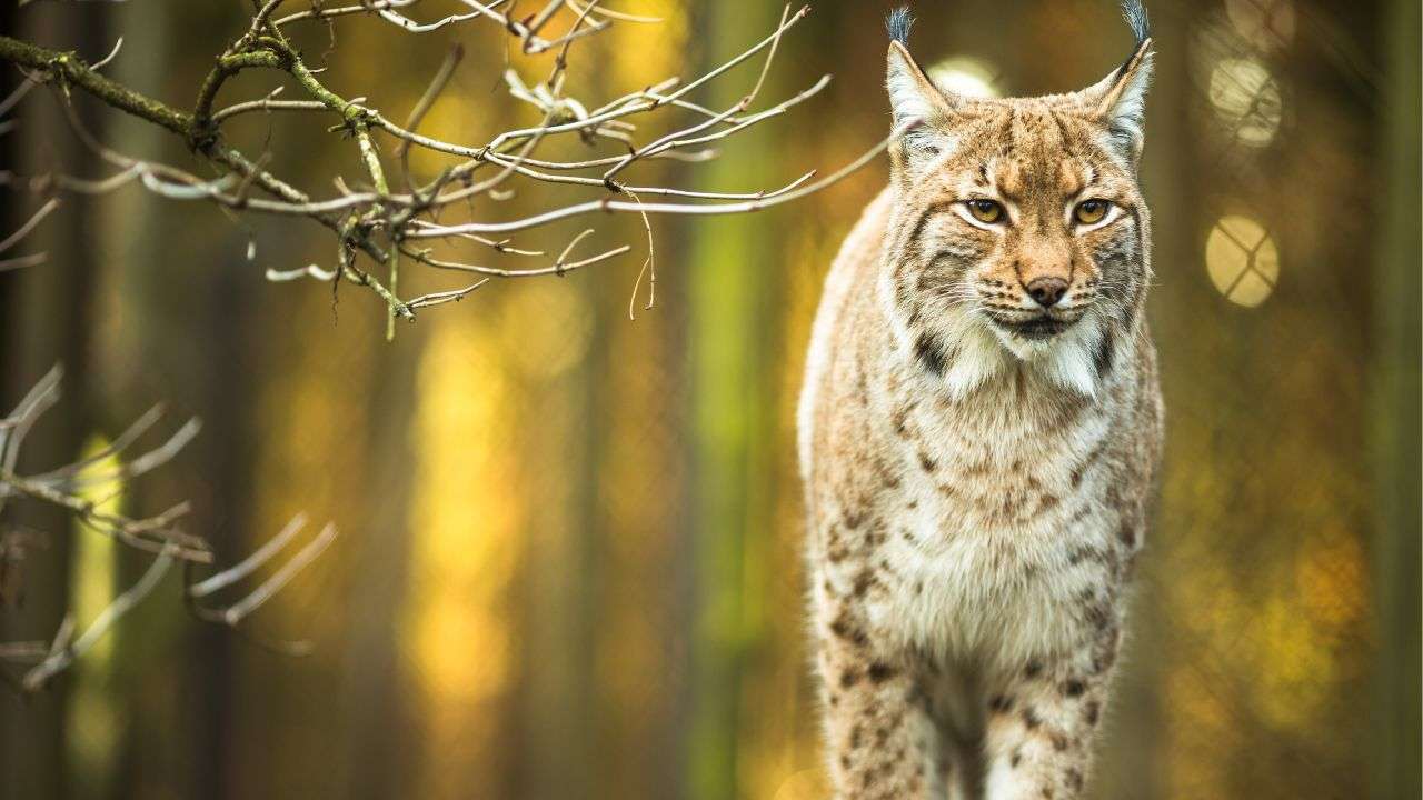 Lince Euroasiatica torna Italia