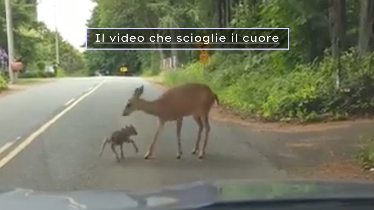 mamma cervo cucciolo